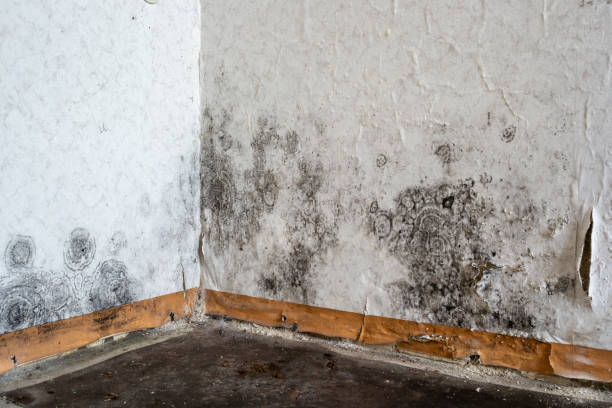 Best Mold Remediation Experts  in USA